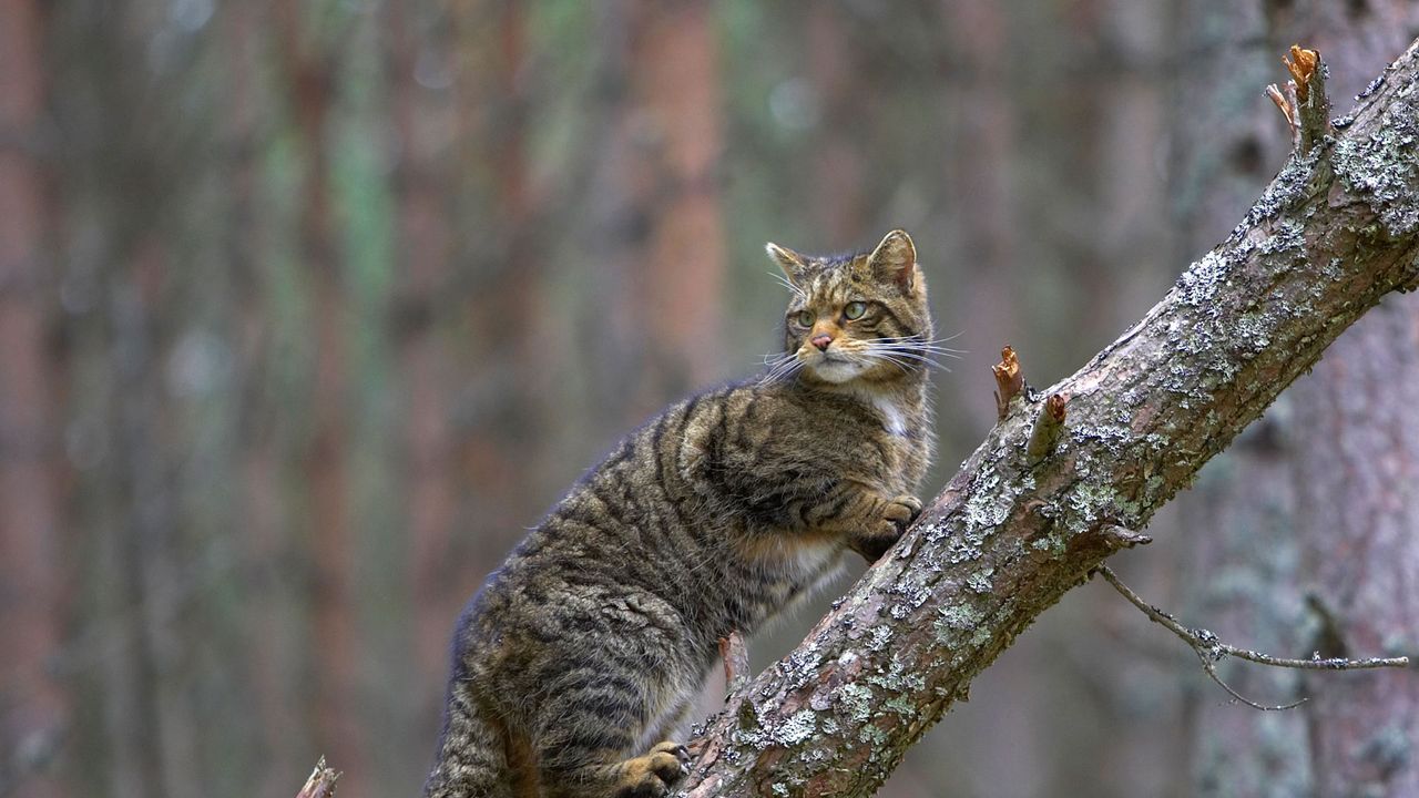 Eine Europäische Wildkatze im Cairngorms-Nationalpark, Schottland