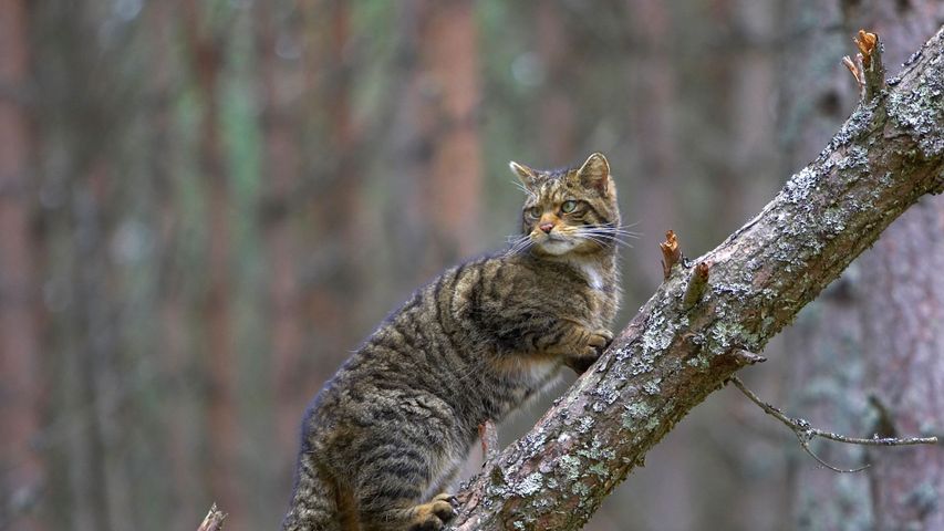 A Scottish wildcat in Cairngorms National Park, Scotland