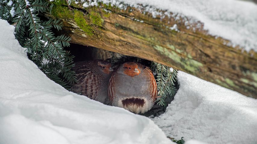 Ein Rebhuhn-Paar hat unter einem Baumstamm Schutz vor dem Schnee gesucht, Nationalpark Bayerischer Wald, Deutschland 