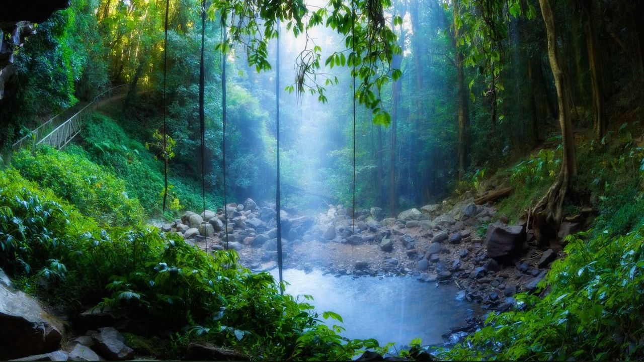 Crystal Shower Falls dans le parc national Dorrigo, Nouvelle-Galles du Sud, Australie
