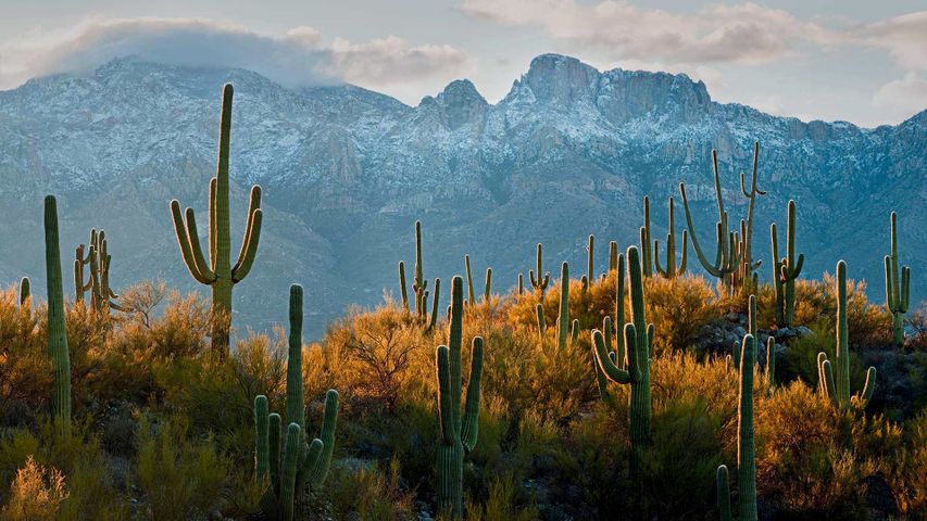 Saguaro cacti in the Sonoran Desert near Tucson, Arizona