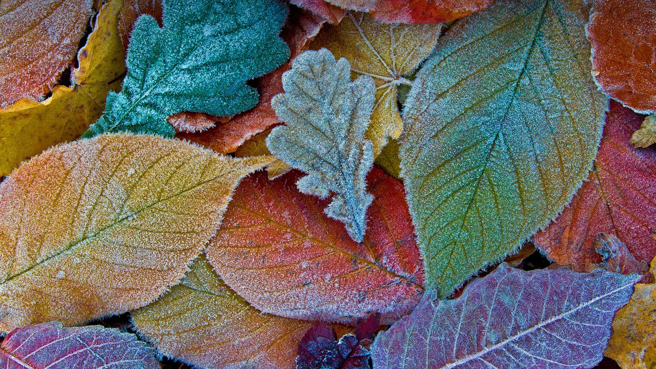 Feuilles d’automne gelées