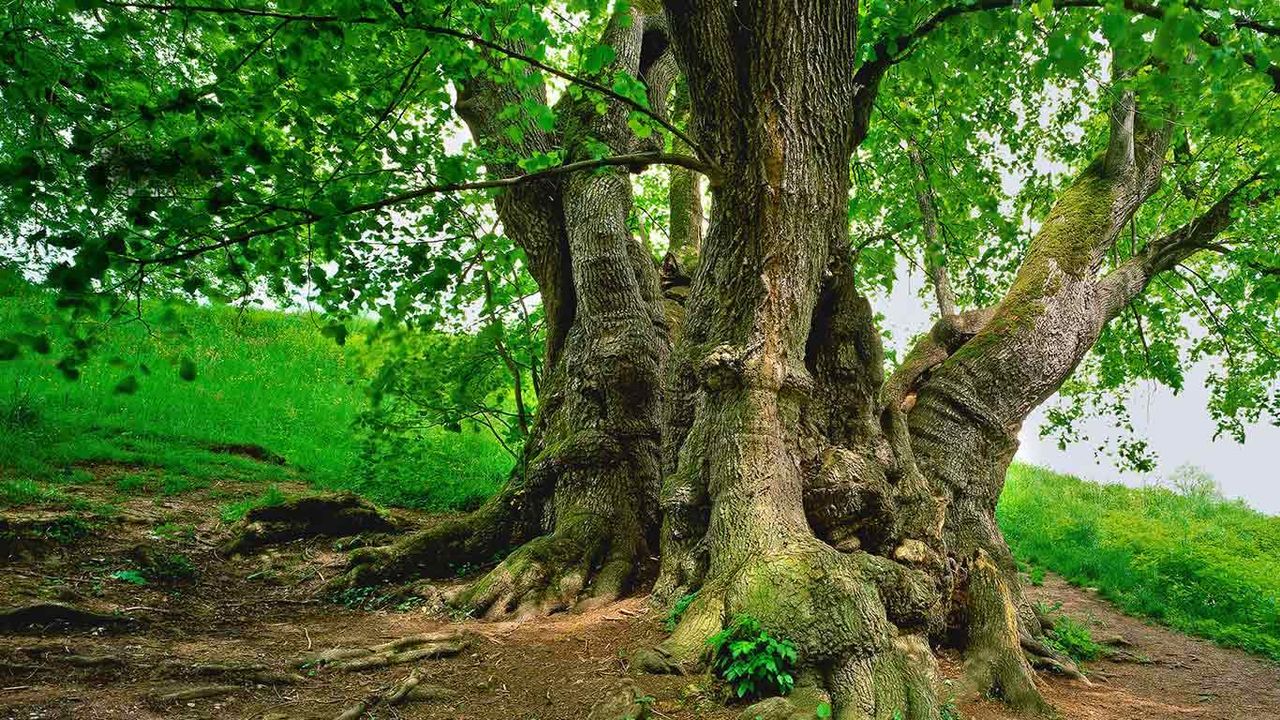 Tassilolinde, Wessobrunn, Bayern, Deutschland 