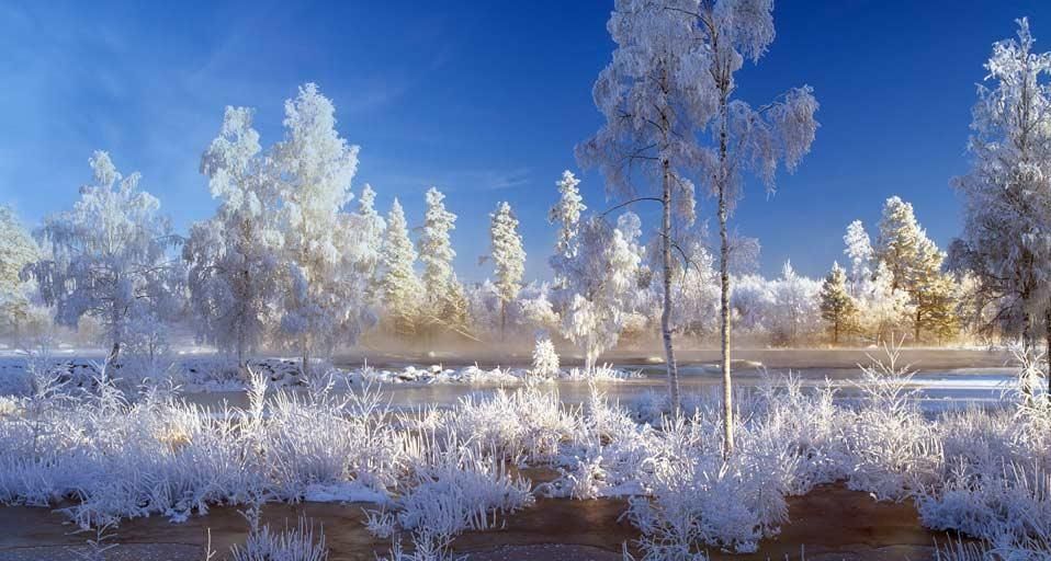 Trees and plants covered with snow in Dalarna, Sweden