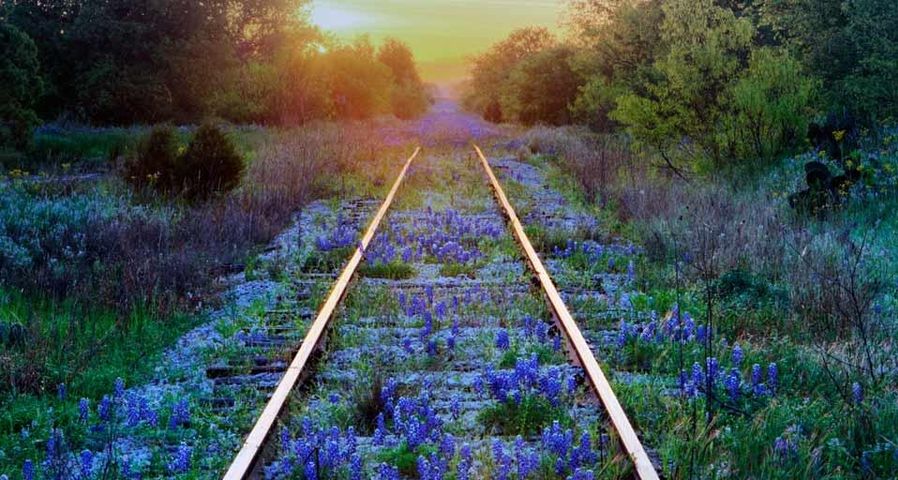 Blaue Wiesenlupinen blühen zwischen Bahngleisen in Texas