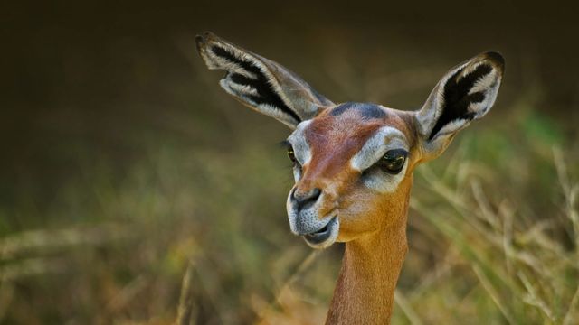 A gerenuk