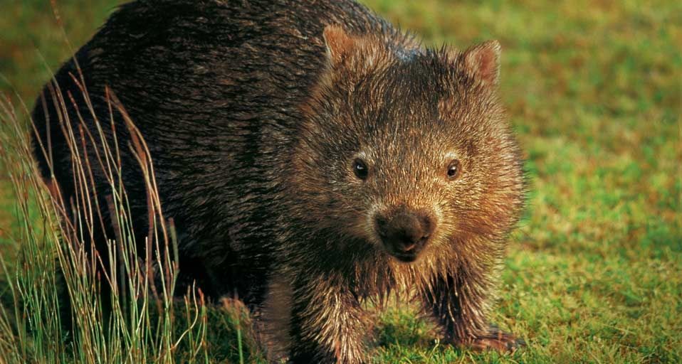 Common wombat wet with morning dew in Mt William National Park, Tasmania, Australia