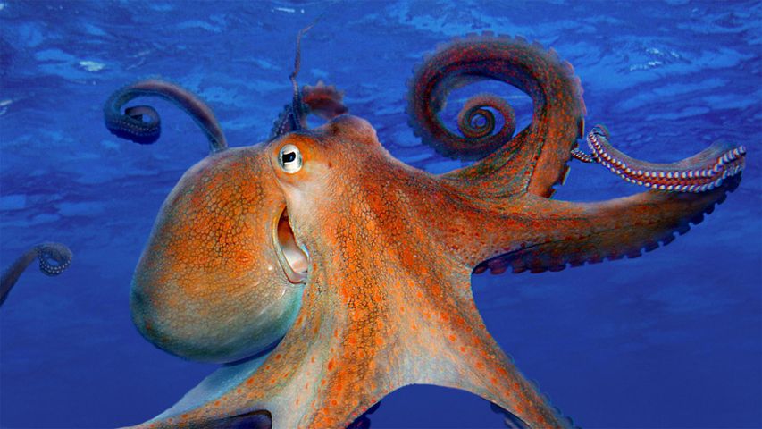 For Smile Day, a common octopus