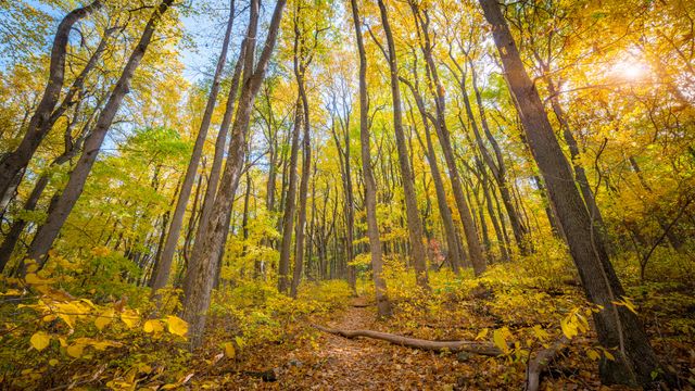 Shenandoah National Park, Virginia, United States