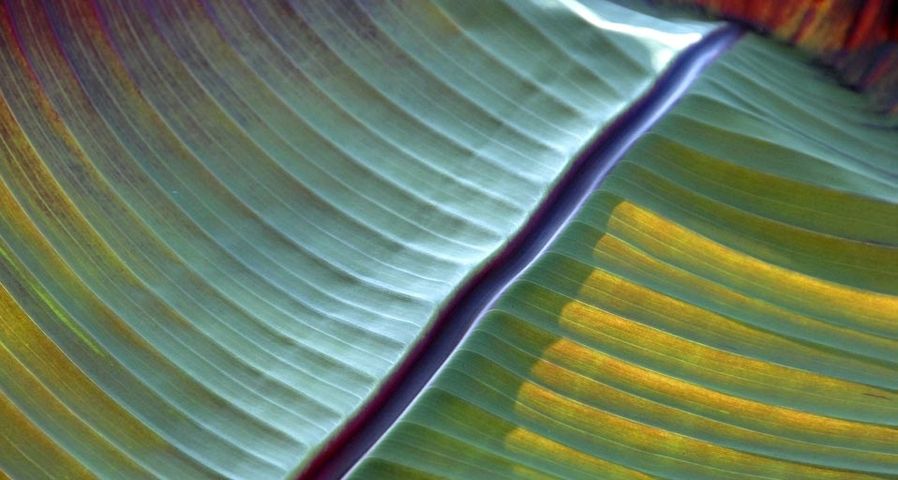Detail of a banana leaf, Mainau Island, Germany