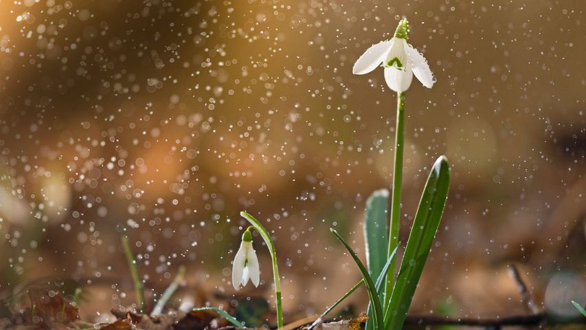 A snowdrop in bloom