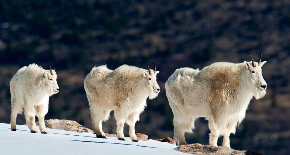 Mountain goats in the snow of the Rocky Mountains, Colorado | Peapix