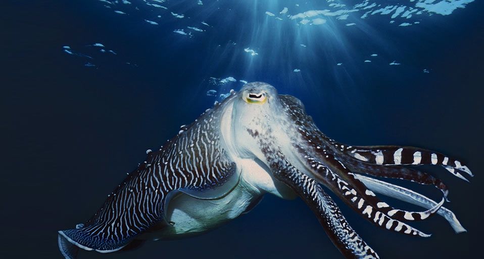 Male Broadclub Cuttlefish in courtship, Indonesia