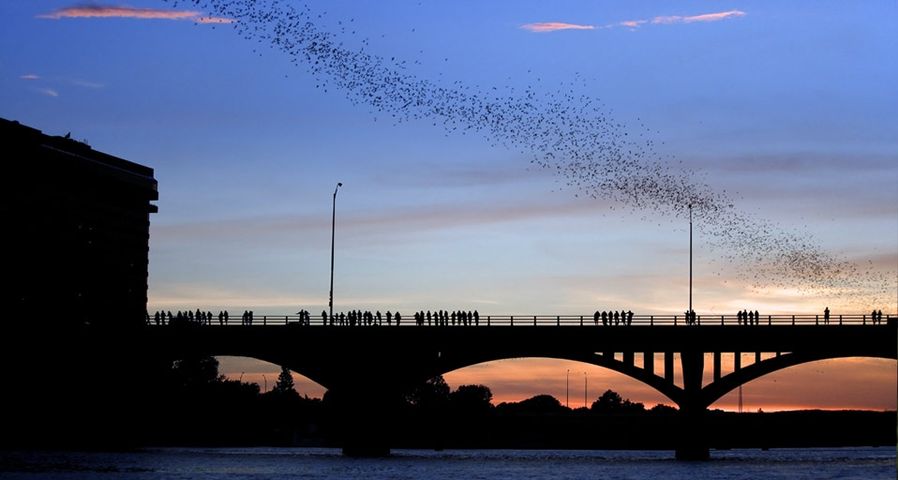 Mexican free-tailed bats in the sky above Austin, Texas