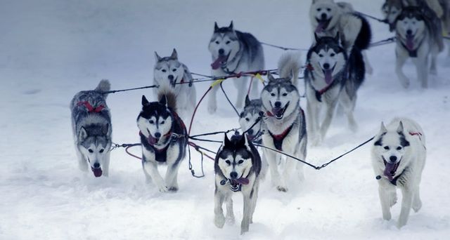 Karen Ramstead’s sled dog team during the 2005 Iditarod Great Sled Race in Alaska