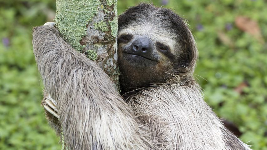 Born a tree hugger