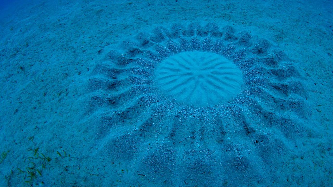 Sand pattern made by a pufferfish near Amami Ōshima, Kagoshima, Japan 