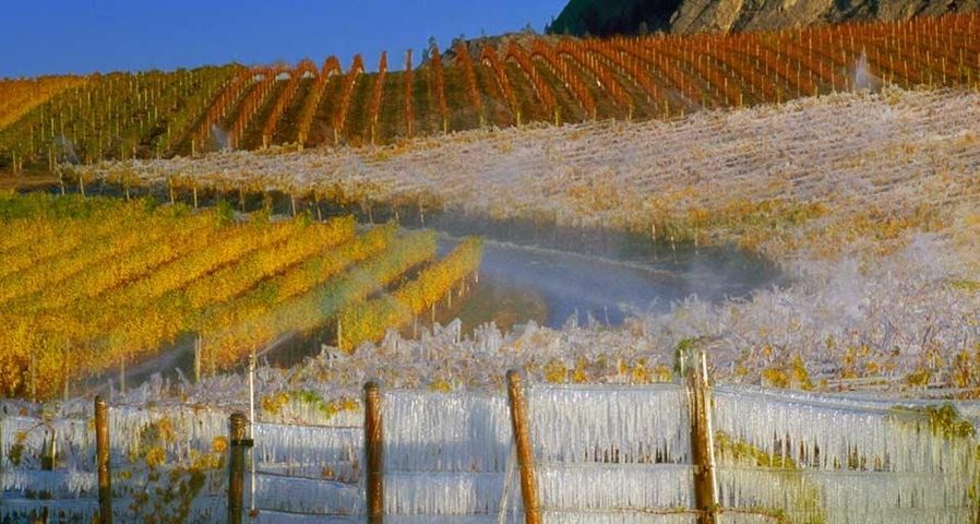 Vineyards covered with icicles for the ice wine harvest, South Okanagan Valley,  British Columbia, Canada