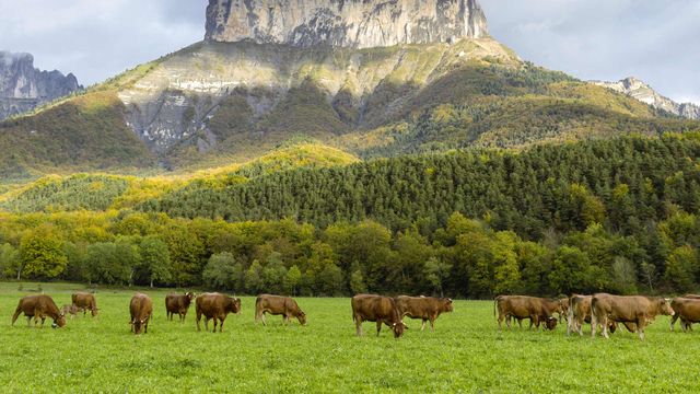 Des vaches devant le Mont Aiguille, Parc Naturel Régional du Vercors, Isère, France