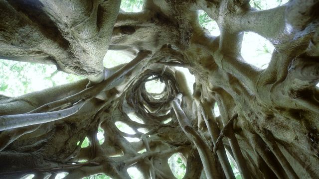 Strangler Fig tree in Bunya Mountains National Park, Queensland