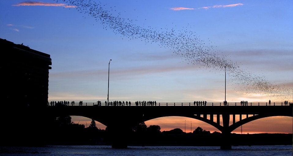 Mexican free-tailed bats in the sky above Austin, Texas
