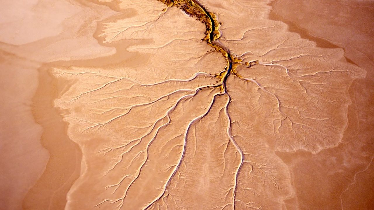 Root structure in a mudflat near Norman River in Queensland, Australia