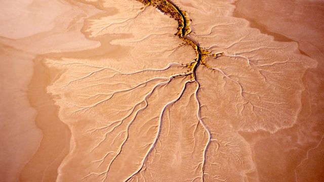 Root structure in a mudflat near Norman River in Queensland, Australia