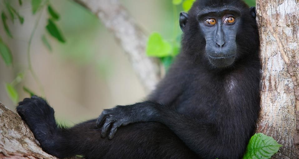 Celebes Crested Macaque resting in tree