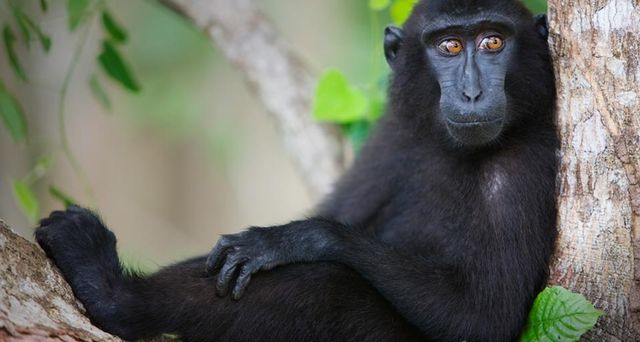 Celebes Crested Macaque resting in tree