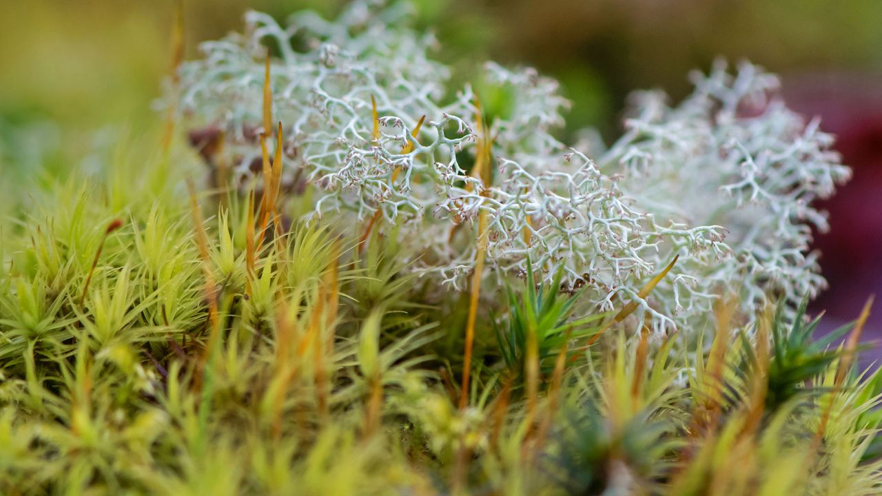 Echte Rentierflechte im Dartmoor-Nationalpark, Devon, England 