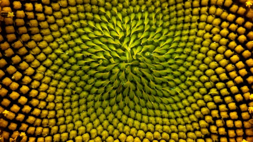 Blütenstand einer Sonnenblume in der Großaufnahme, Boulder, Colorado, USA 