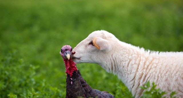 Ein Lamm gibt einem Truthahn einen Kuss auf einer Farm in Lindsborg, Kansas
