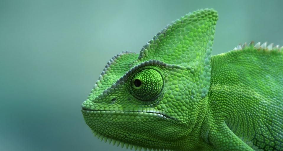 Veiled chameleon at the TerraZoo in Rheinberg, Germany