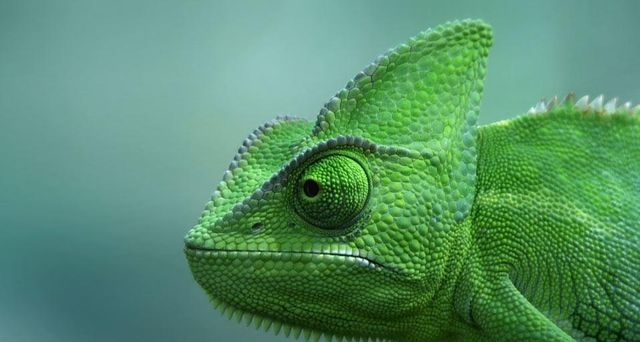 Veiled chameleon at the TerraZoo in Rheinberg, Germany