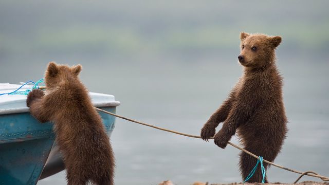 Oursons jouant au bord d’un lac