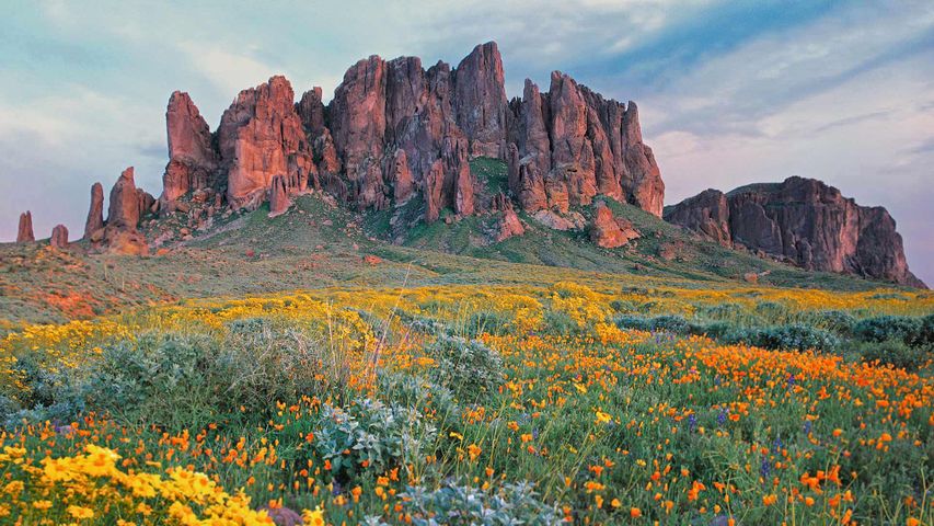 Fleurs sauvages, Lost Dutchman State Park, Arizona