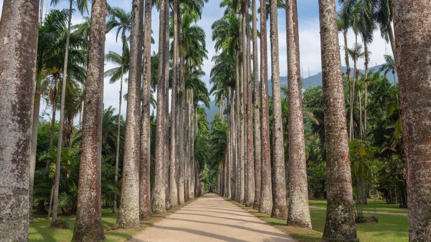 帝王棕榈树，里约热内卢植物园，巴西