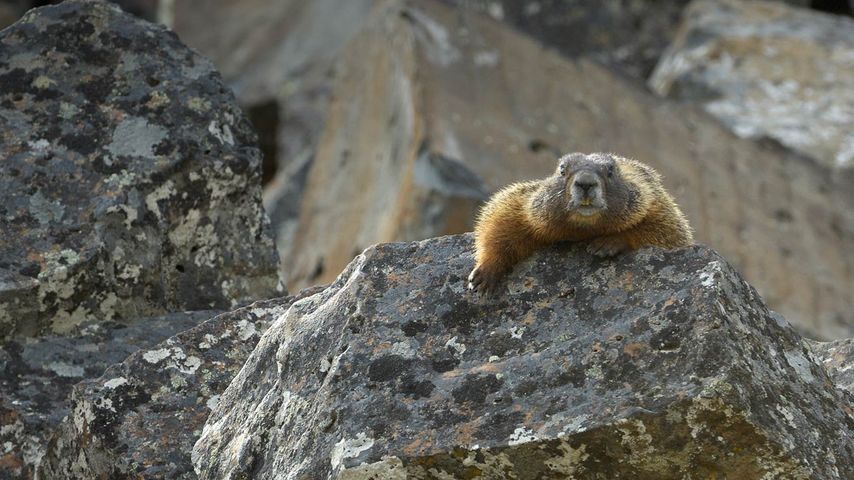 Yellow-bellied marmot in Yellowstone National Park, Wyoming