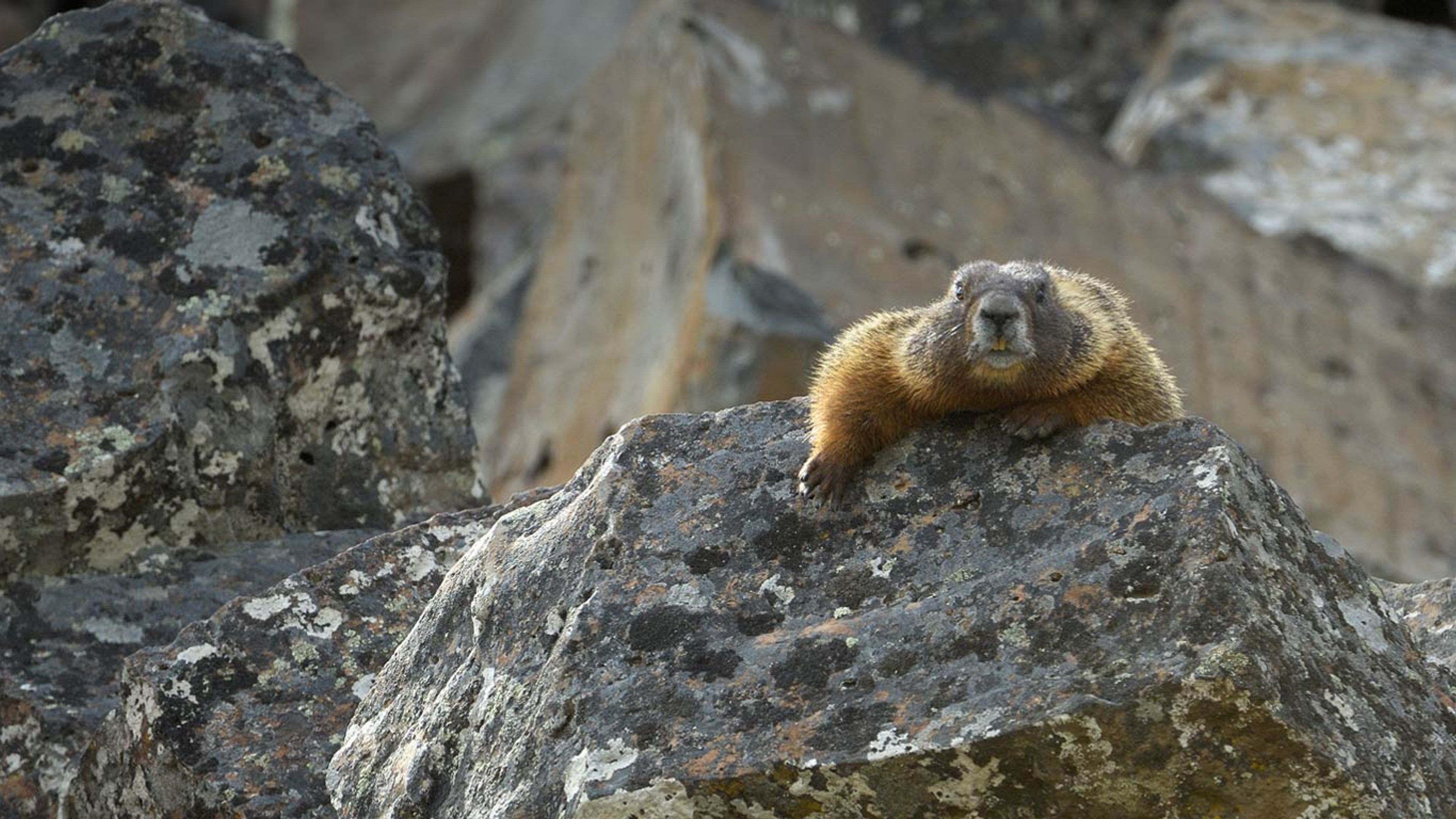 Marmot best sale drake passage