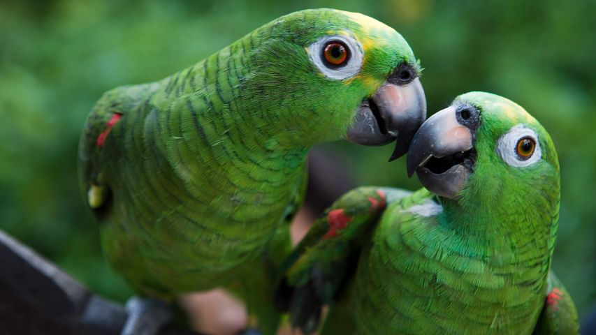 Parrot pair