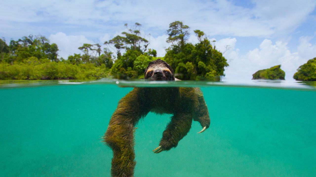Pygmy three-toed sloth swimming near Isla Escudo de Veraguas, Panama 