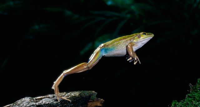 Western green tree frog leaping