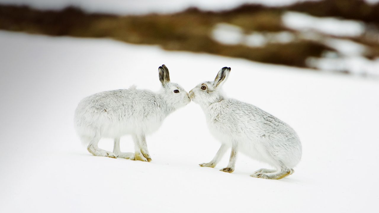 Mountain hares touching noses in Scotland 
