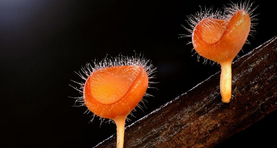 Cookeina Tricholoma de la famille de champignons Pezizaceae,  dans le parc national de Kinabalu à Bornéo, Malaisie