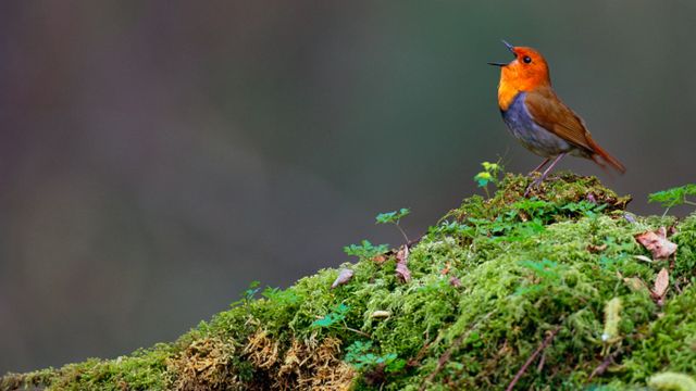 Japanese robin, Yatsugatake, Nagano, Japan