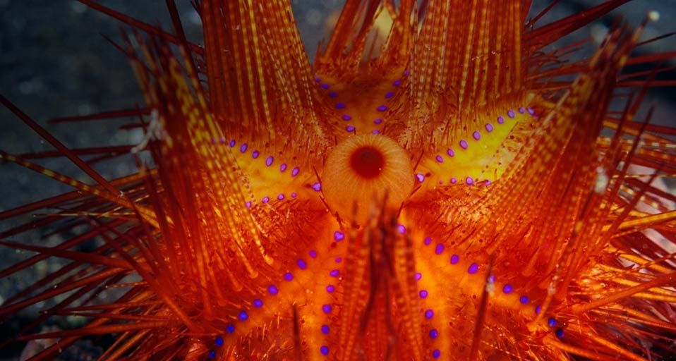 Feuer-Seeigel sind hochgiftig – Stuart Westmorland/Corbis ©