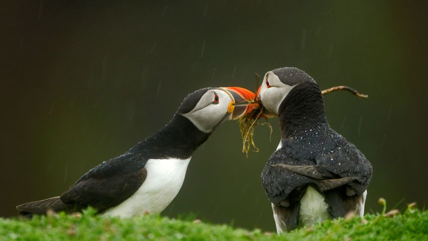 Male Atlantic puffin gives his mate nesting material, Skomer Island, Wales