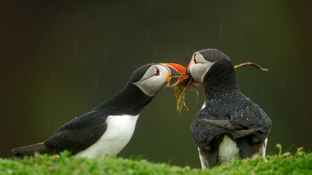 Papageitaucher beim Nestbau, Skomer Island, Wales