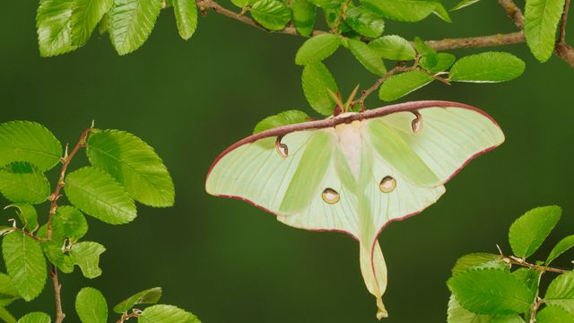 Luna moth resting on cedar elm, New Braunfels, Texas, USA