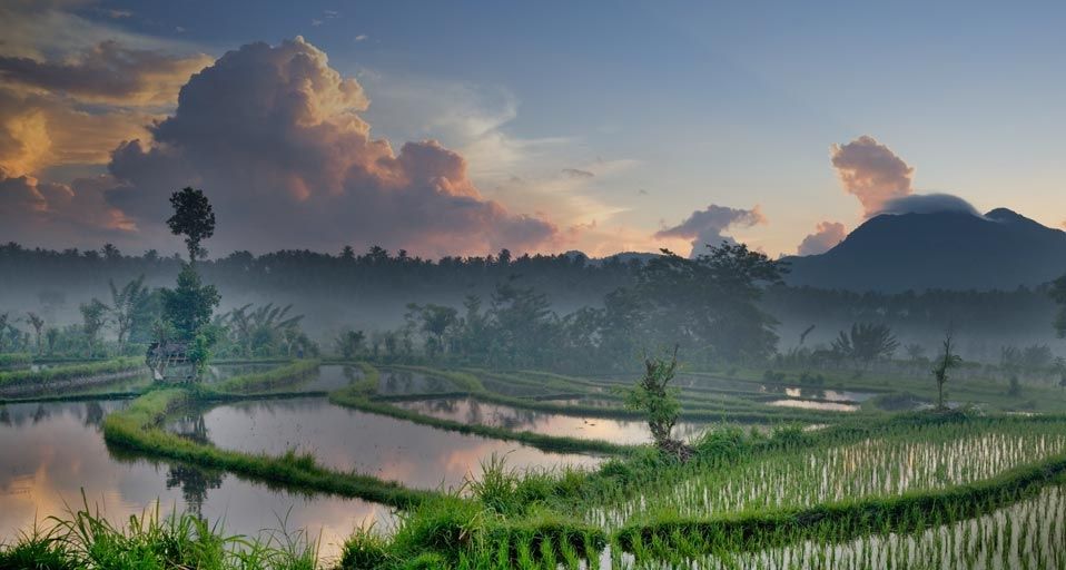 Rice terraces at dawn with Mount  Seraya  in the distance 